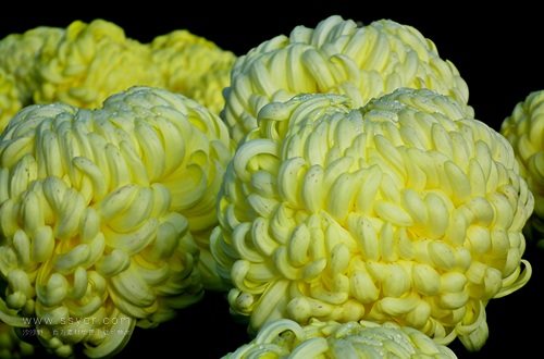 一朵菊花開出七種顏色？用手持氣象站促進菊花的種植